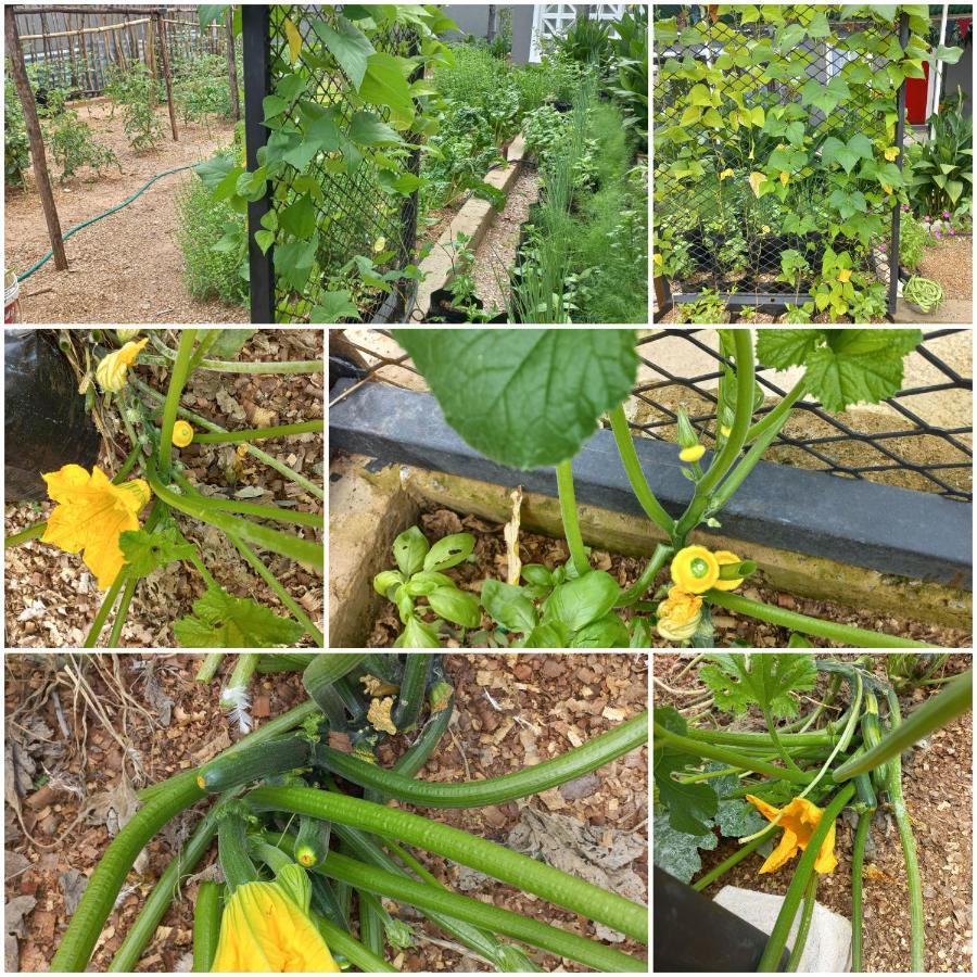 Urban Farm Haus Guesthouse Rundu Dış mekan fotoğraf